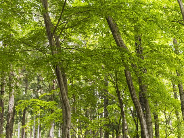 風にそよぐ木々の音が心地よいです。_森と遊ぶ「香りの蒸留所」
