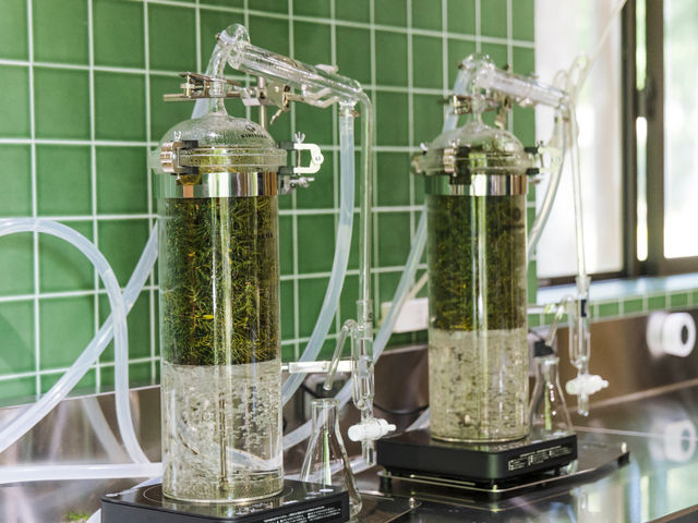 八溝杉や季節の柑橘の芳香蒸留体験ができます。_森と遊ぶ「香りの蒸留所」