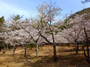 新能勢の郷公園キャンプ場の写真3