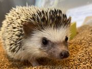 カワウソカフェHARRY浅草店の写真2