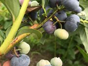 荒谷果樹園の写真3