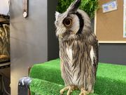 Small Animal Cafe ふわりの写真3