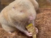 Small Animal Cafe ふわりの写真4