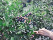 Clanscreek Berry Farmの写真3