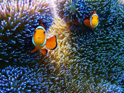 IRIE石垣島の写真2