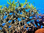 IRIE石垣島の写真3