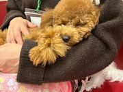 いぬカフェRio 佐賀店の写真3