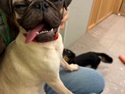 いぬカフェRio 佐賀店の写真4