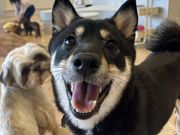 いぬカフェRio イオンモール宮崎店の写真2