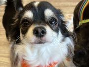 いぬカフェRio イオンモール宮崎店の写真3