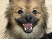 いぬカフェRio イオンモール宮崎店の写真4