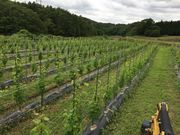 コヤギファームの写真3