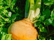 ILA Community Farmの写真2