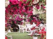 唐津観光花園 ブーゲンの森の写真2