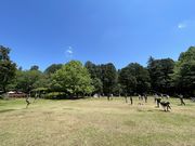 千葉県立船橋県民の森の写真2