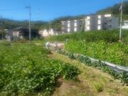 飯田農園直売所の写真2