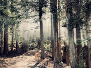 もりどころサウナの写真4