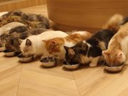 猫カフェMOCHA(モカ)天神大名店の写真3