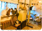 猫カフェ Charilu-しゃりる-の写真4