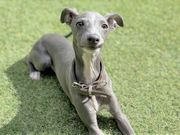 SORASITA 東三国の写真4