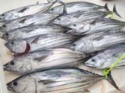 遊漁船ことり丸の写真4