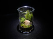 Moss Countryの写真4