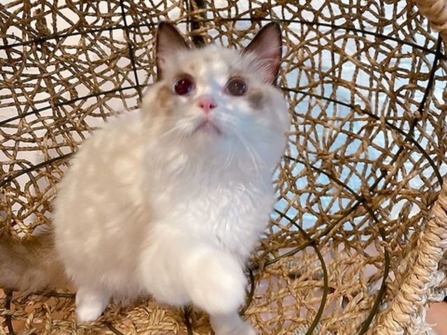 猫カフェ クラウドの写真1