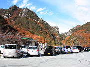 さわらびの写真1