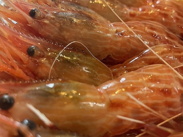 海老専門居酒屋 えび寿 2号店の写真1