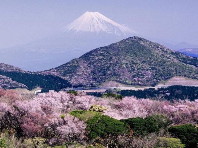 西天城高原のマメザクラの写真1