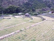 北山の棚田の写真2