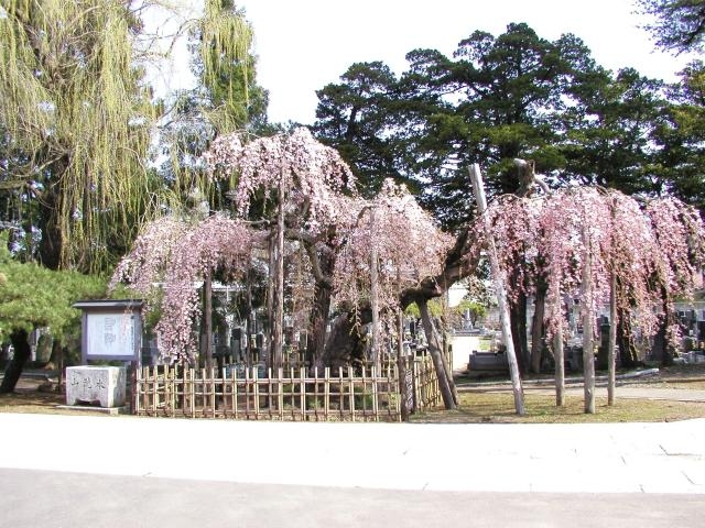 西光寺のシダレザクラの写真1