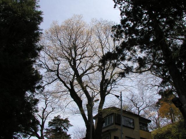 エドヒガンの写真1