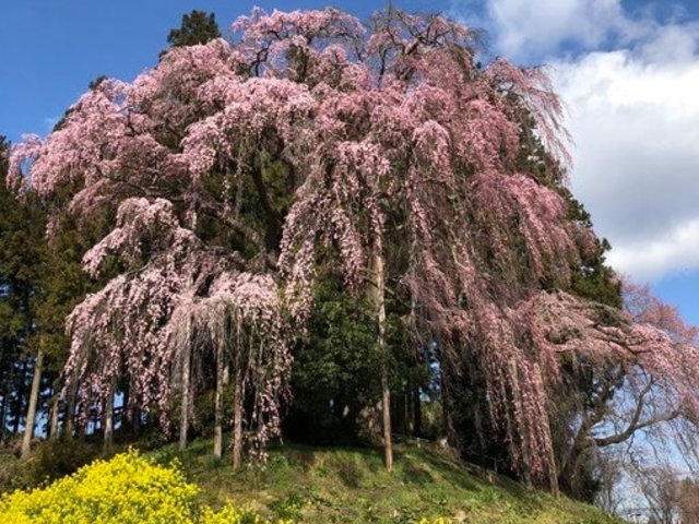 さくらの郷は「合戦場のしだれ桜」「新殿神社の岩桜」「福田寺の糸桜「平石田の縄文桜」など多くの桜の名所に囲まれた施設となっております。_道の駅 さくらの郷