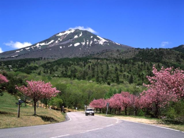 天鏡台の桜の写真1