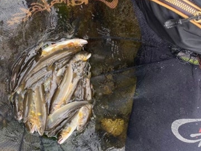 揖保川あゆ釣り