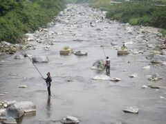 揖保川あゆ釣りの写真1