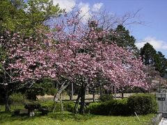 山寄上の名残の桜の写真1