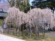 西光寺のシダレザクラの写真2