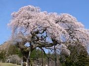 外大野のしだれ桜の写真1