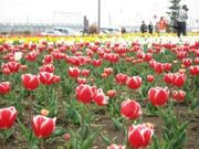 花のオアシスの写真1