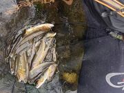 揖保川あゆ釣りの写真3