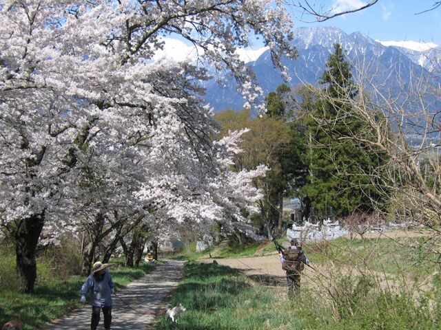 鵜山の桜並木の写真1