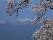 鵜山の桜並木の写真4