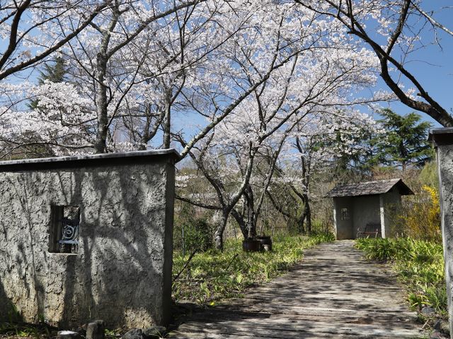 ガーデンの桜_ローザンベリー多和田