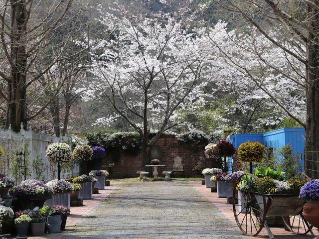 パンジービオラ展示_ローザンベリー多和田
