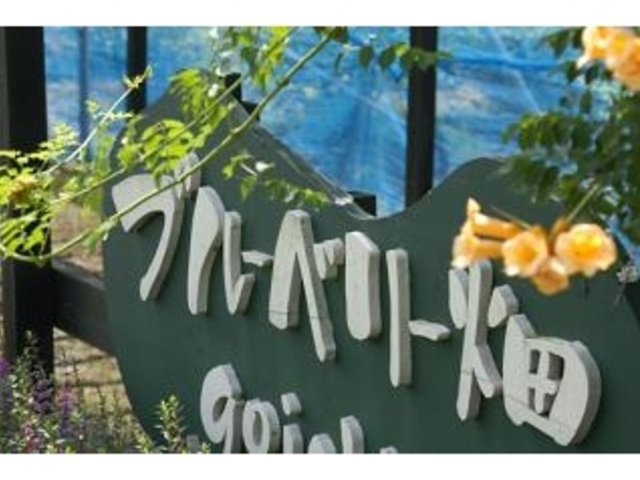 吾一農園_ブルーベリー狩り吾一農園