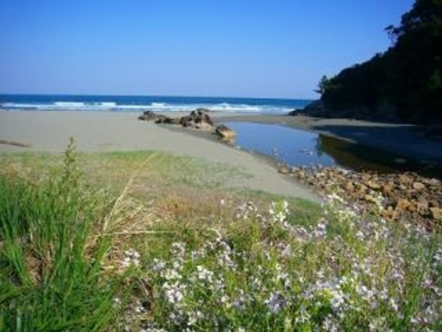 双海サーフビーチの写真1