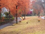 甘楽総合公園の写真2