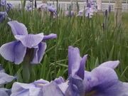 堀切水辺公園の写真1